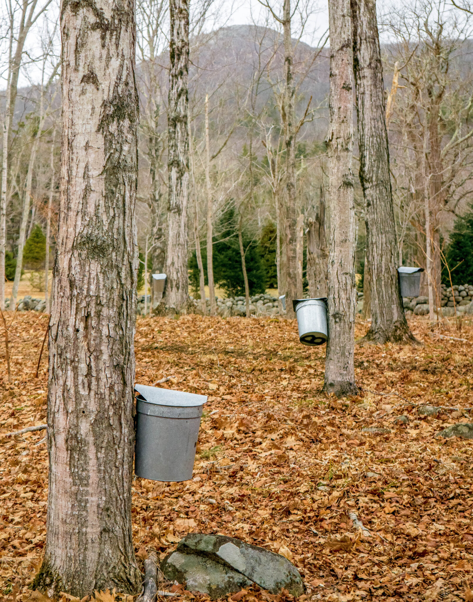 Is Maple Syrup Gluten Free? All You Need to Know MAY EIGHTY FIVE