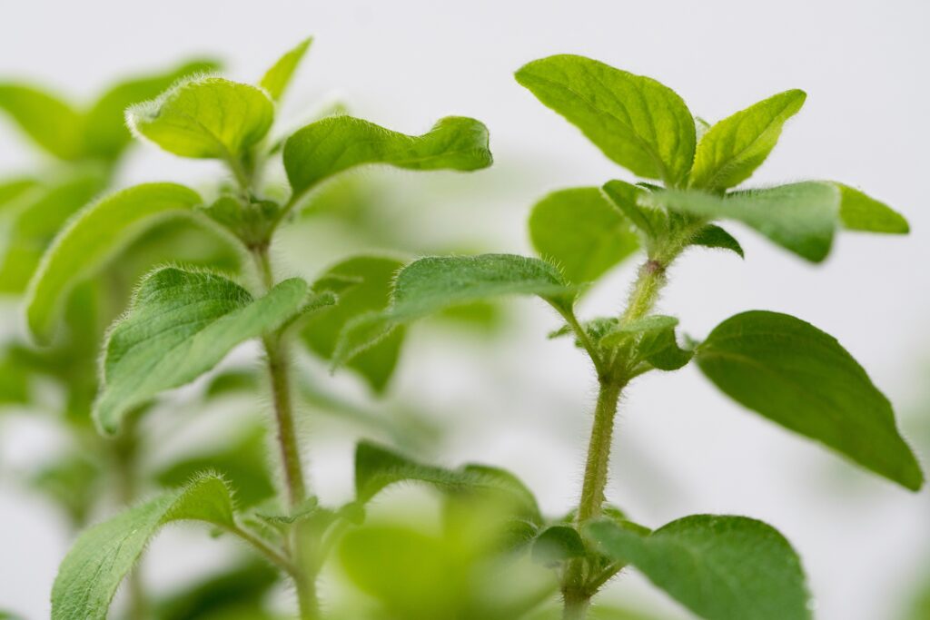 The Best Substitutes for Mint (Includes Fresh, Dried and Mint