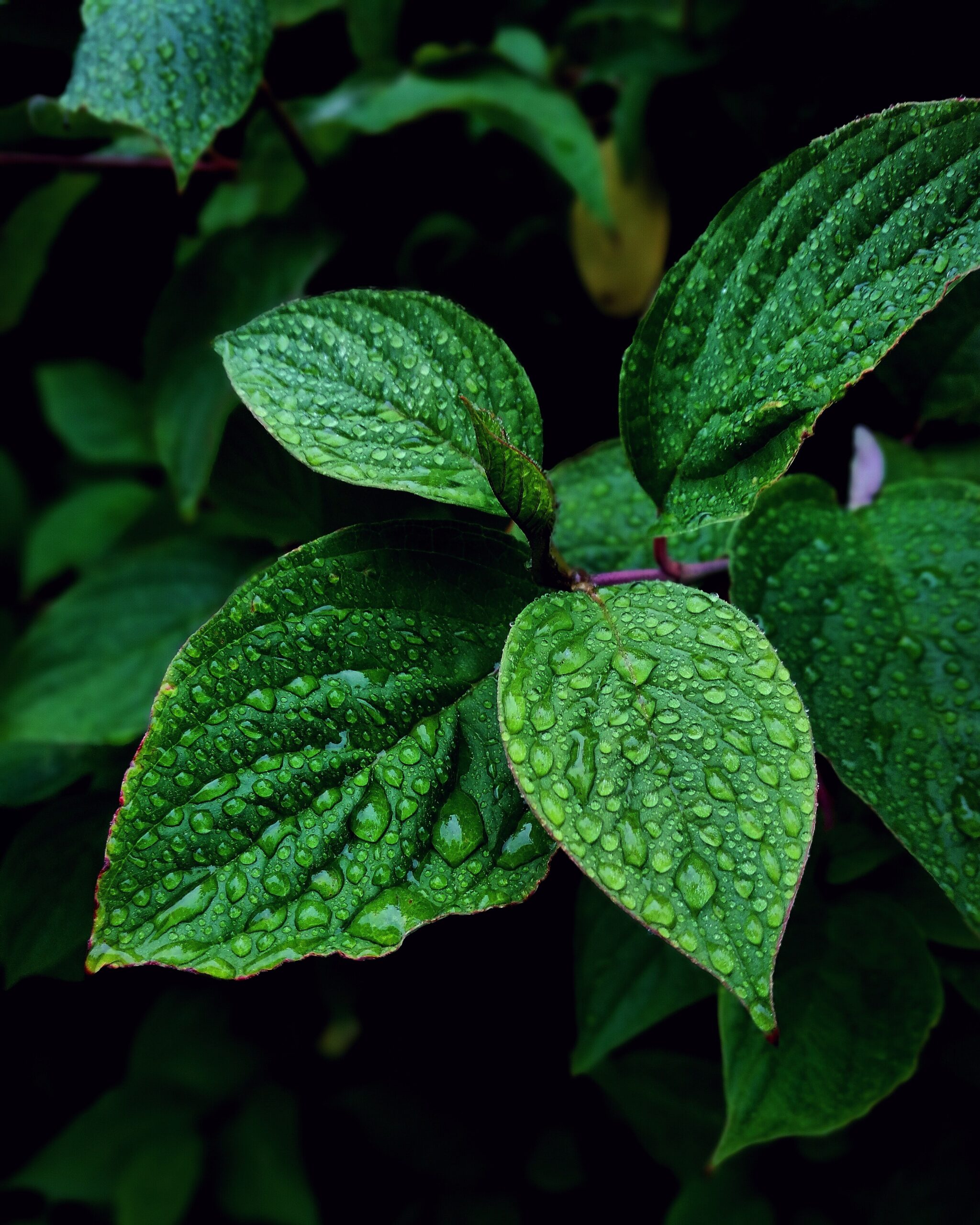 The Best Substitutes for Mint (Includes Fresh, Dried and Mint Extract) -  MAY EIGHTY FIVE