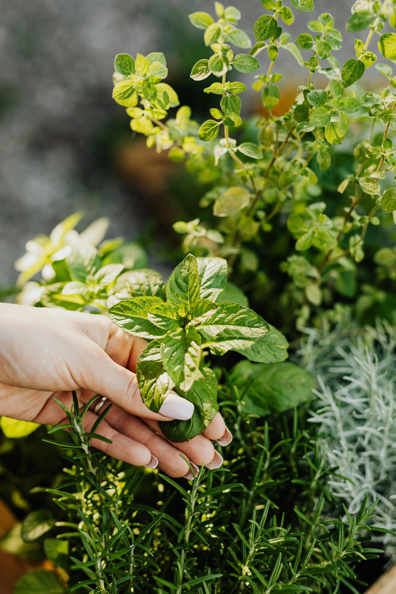 The Ultimate Guide to Storing Fresh Mint: Keep It Vibrant and Flavorful ...